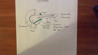 The Anatomy and Histology of the Pancreas Part 1 [upl. by Goldsmith433]