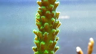 Reef Husbandry Acropora Coral “Bugs” [upl. by Etnahs]