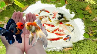 Unbelievable Catching Goldfish In Mini Lake In The desert  Found A Lot Of Beautiful Betta Fish Koi [upl. by Drolet778]