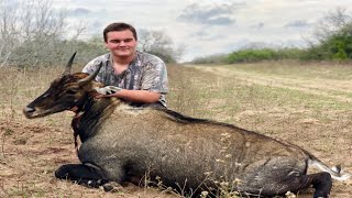 Nilgai Hunting Tx DROPED IN HIS TRACKS [upl. by Gnaig]