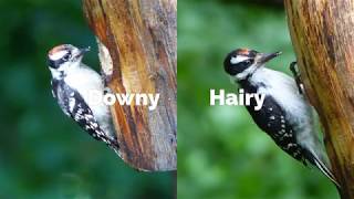 Downy or Hairy Woodpecker [upl. by Reilamag339]