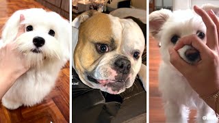 The Funniest Doggos Taking Over YouTube 🐶 Cutest Dogs Compilation 🐶 [upl. by Slein]