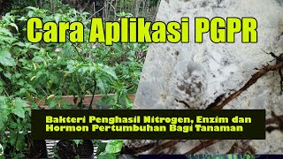 Cara Aplikasi Bakteri PGPR Bakteri Penghasil Nitrogen Enzim dan Hormon Pertumbuhan [upl. by Garret]