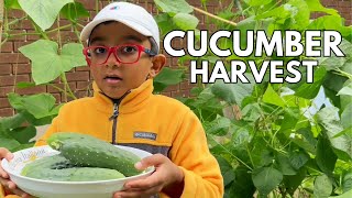 Harvesting Cucumbers from backyard in Canada  Cucumbers Harvesting 2024  Feastville [upl. by Kristan]