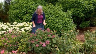 Which Smooth Hydrangea is Right For You  Part Two Dwarfsized Hydrangeas [upl. by Attenborough]