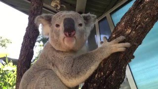 Koala mating call at Taronga [upl. by Atinuj541]