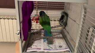 Kobe the Blueheaded Pionus bedtime routine [upl. by Yaeger]