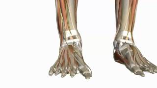 Muscles of the Foot Part 1  3D Anatomy Tutorial [upl. by Urbannai587]