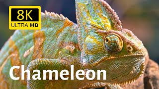 Chameleon Collection 8K Ultra HD [upl. by Floris]