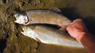 Catch and Cook Stocked Trout Surprisingly Good Fish [upl. by Naro]