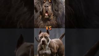 pitbull vs Tibetan mastiff vs great dane vs Neapolitan mastiff vs kangal dog [upl. by Weiman]