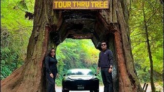 ROADTRIP  Vallejo CA DAY 2 Klamath Tour Thru Tree  Napa Valley [upl. by Ettinger]