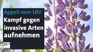 Invasive Pflanzenarten breiten sich aus Soll man sie ausrupfen  BR24 [upl. by Grae382]