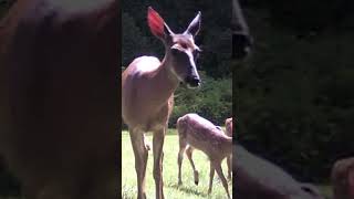 Lovely Happy Whitetail Deer Take3 Katonah Critters [upl. by Atinad]