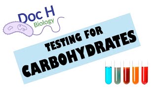 OCR ALevel Biology  Testing for carbohydrates 212 Biological Molecules [upl. by Droc]