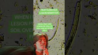 PRATYLENCHUS FOREVER nematodes science microscope biology [upl. by Petuu]