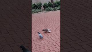 Pigeon dancing to get a girlfriend [upl. by Anircam987]