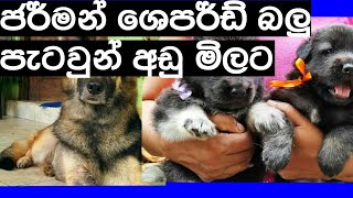 german shephard long coat dogs lion shephard  for sale in srilanka  dogs for sale [upl. by Eustacia718]