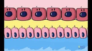 Dentinogenesis Odontoblast Differentiation [upl. by Mehcanem]