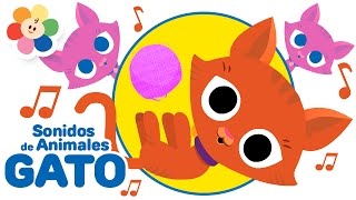 Los Sonidos de Animales  El Gato  Rondas Infantiles de Los Animales para Niños  BabyFirst [upl. by Llennehc]