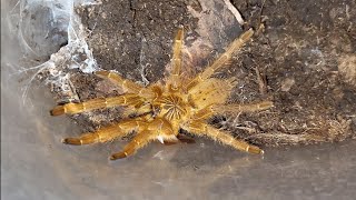 Feeding Pterinochilus murinus tarantula 2x [upl. by Horst527]