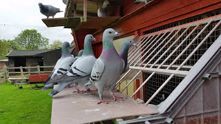 Racing Pigeons young birds trapping  please like [upl. by Yssirk]