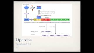 Bacterial Gene Regulation Operons [upl. by Aenneea]