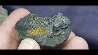 TRILOBITE MALVINELLA [upl. by Axel557]