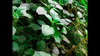 Green Amaranth Recipe  Indian Foods [upl. by Nathanael]