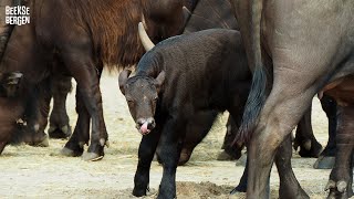 Er loopt sinds kort een jonge Kaapse buffel tussen de kudde 😍 [upl. by Polito]