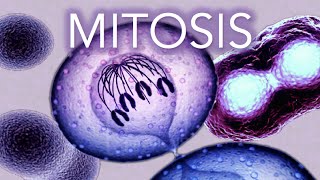 MITOSIS  MADE SUPER EASY  ANIMATION [upl. by Cash]