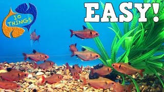 Top 10 Aquarium Fish For Beginners Your First Aquarium [upl. by Adriano]