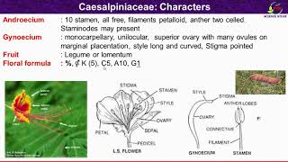 Caesalpiniaceae Family FeaturesMorphological and Floral Characteristics Caesalpinae [upl. by Dilisio]