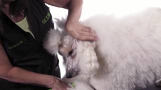 Clipping The Poodles Face [upl. by Eduard]