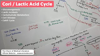 Cori Cycle  Biochemistry Lectures  TCML [upl. by Anne-Corinne43]