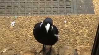 AUSTRALIAN WILDLIFE MAGPIE vs CURRAWONG [upl. by Nivrad]