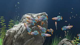 AQUARIUM IKAN KILLIFISH Nothobranchius rachovii [upl. by Ahsin]