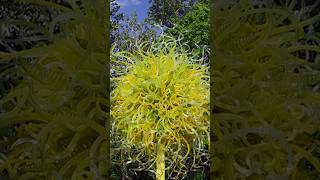 Chihuly in the Garden 2016  Atlanta Botanical Garden  Part 1 shorts art glass [upl. by Obola]