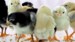 Cute Baby Chickens  Funny Baby chicks [upl. by Ardnossac]