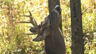 How To Deer Hunt Moon Phases [upl. by Lolly]