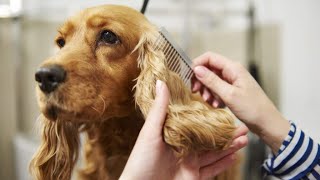 Cocker Spaniel Grooming  The Ultimate Dog Grooming [upl. by Chimene455]