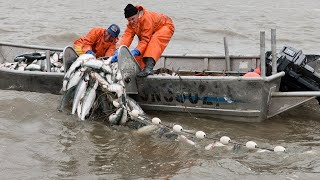 Everyone should watch this Fishermens video  Most Satisfying Big Catch Salmon With Gill Net [upl. by Limbert]