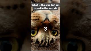 What is the smallest cat breed in the world cat catlover youtubeshorts [upl. by Uah]