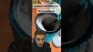 Hongo aspergillus no lo manipules curiosidades supervivencia emergencia [upl. by Maillij]