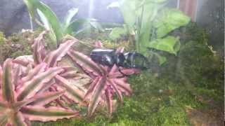 2012年7月14日 歐洲深山鍬型蟲 Lucanus Cervus Judaicus [upl. by Yenahc819]