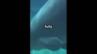 Surprising Facts About Mammals That Can Live Underwater🐋 facts interestingfacts didyouknow [upl. by Ramunni]