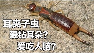 拖著大鉗子的蠼螋，真的會往耳朵裡爬？喜歡吃人的腦子？ [upl. by Ekez]