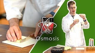 Osmosis  GCSE Science Required Practical [upl. by Forster]