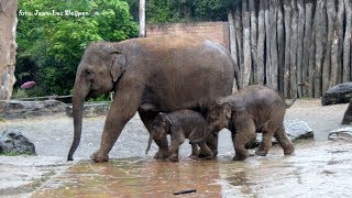 Dierenpark Amersfoort  First rain for elephant baby [upl. by Utimer]