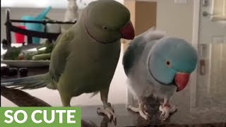 Parrot brothers adorably talk to each other [upl. by Yrdua]